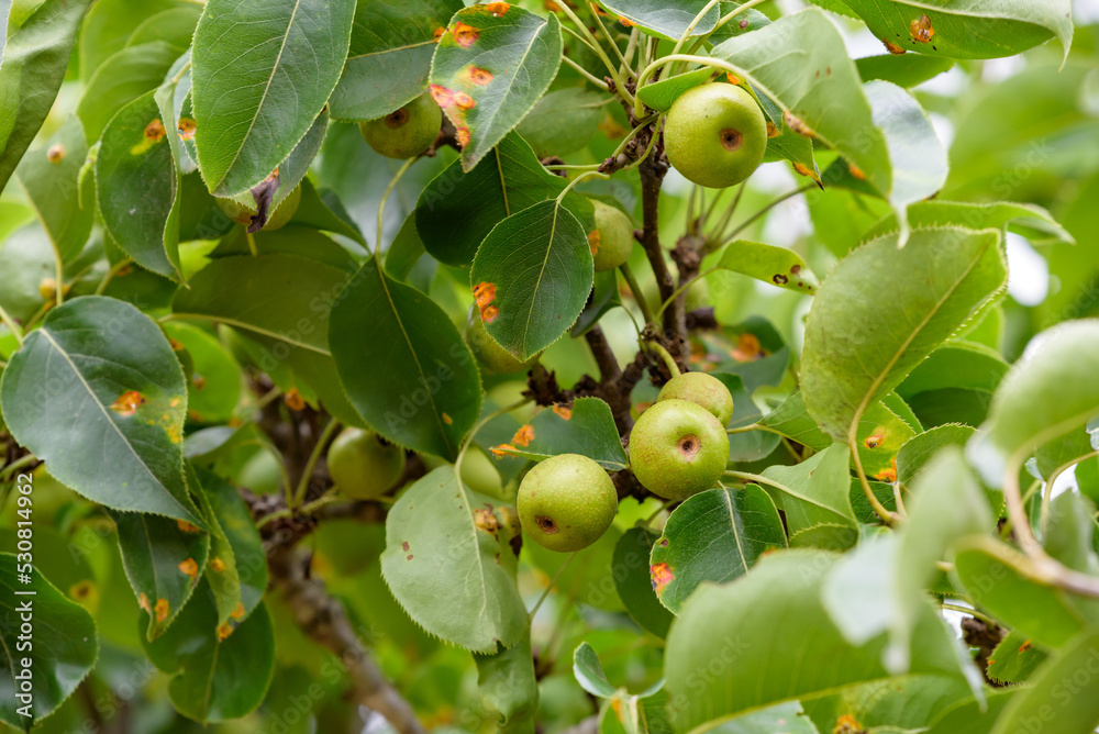 Young fruits of Japanese pear, on the branch Young fruits of Japanese pear, on the branch