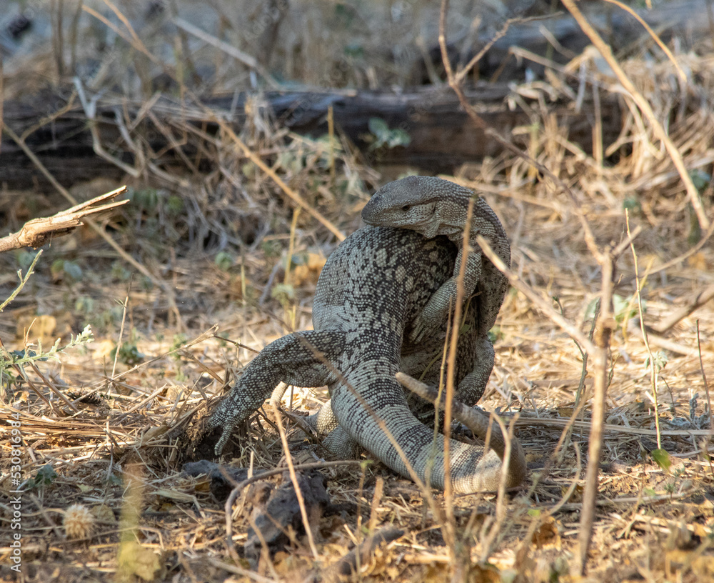 Naklejka premium Mating monitor lizards isolated under a tree in the African bush