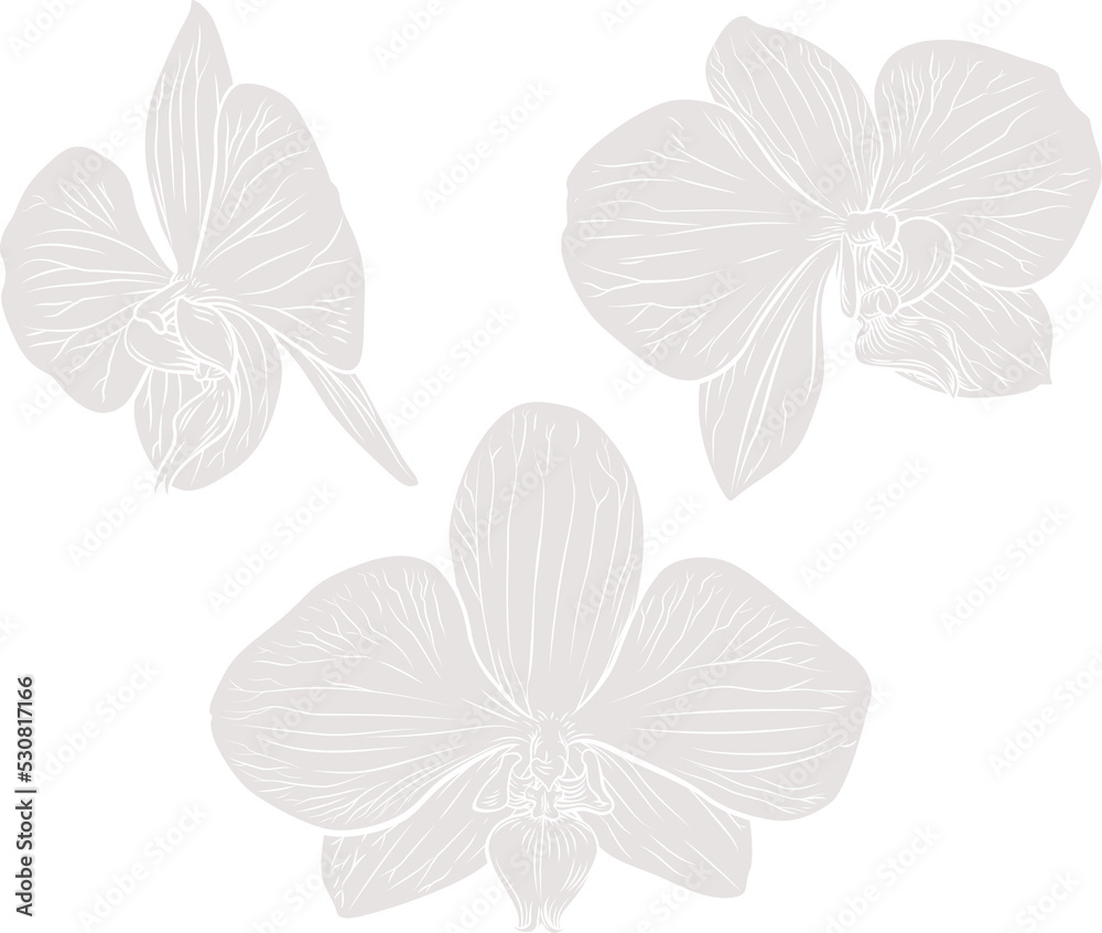 Orchid Flower Woodcut Etching