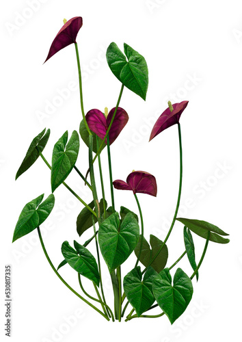 3D Rendering Tropical Flowering Anthuriums on White