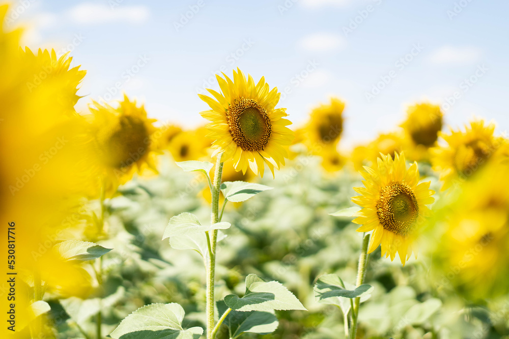 A beautiful sunflower in the warm sunlight on a summer meadow. Sunflower grows in a village field. Atmospheric summer wallpaper, copy space. Backlit. A beautiful sunflower in the warm sunlight on a summer meadow. Sunflower grows in a village field. Atmospheric summer wallpaper, copy space. Backlit.
