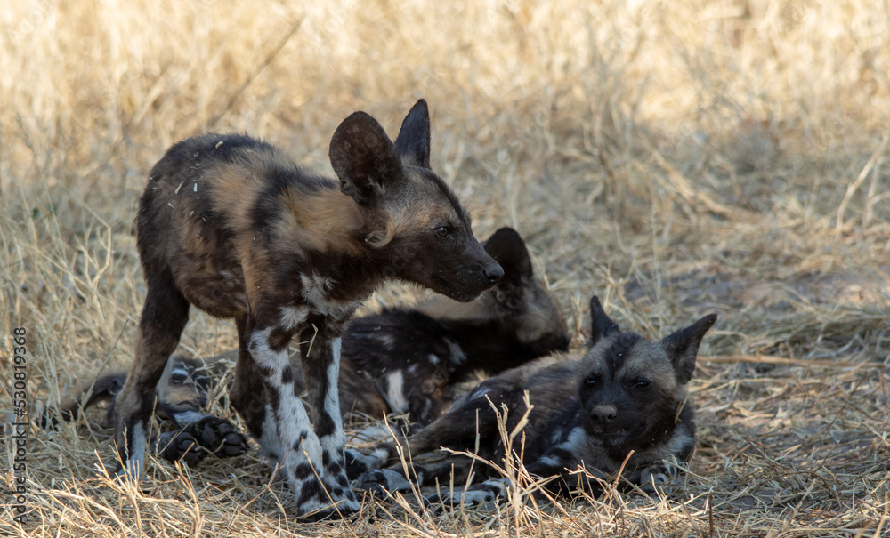 African wild dog pups isolated outside their den in the African wilderness African wild dog pups isolated outside their den in the African wilderness