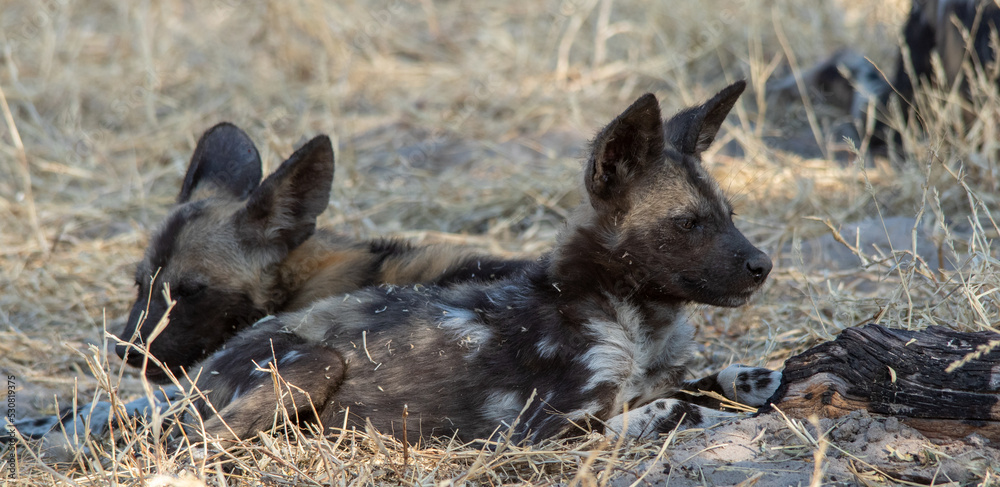 African wild dog pups isolated outside their den in the African wilderness African wild dog pups isolated outside their den in the African wilderness