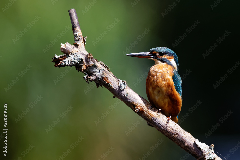 Fototapeta premium martin pêcheur femelle