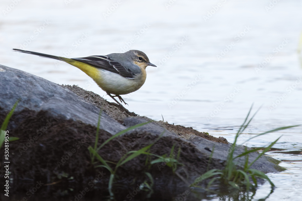 bergeronnette des ruisseaux