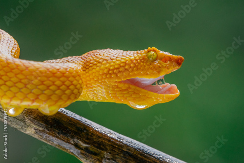 angry yellow female flat nosed pit viper snake trimeresurus or craspedocephalus puniceus  photo