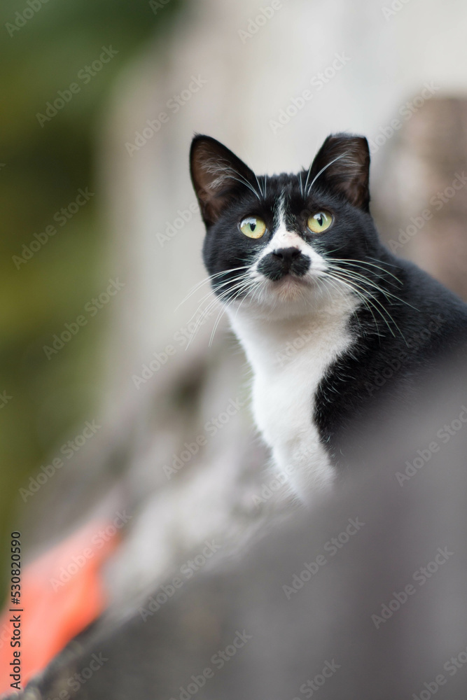 京都 伏見稲荷大社の森に暮らす可愛らしい模様の野良猫