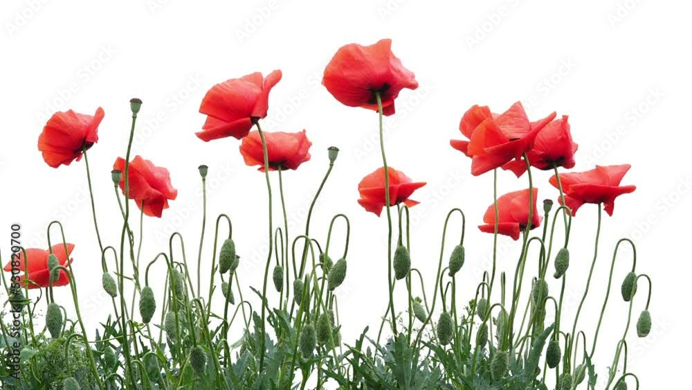 Red Poppies Flowers Swing in Wind on a White Background. Bottom-up View on Spring Poppy's Outdoor. Remembrance Poppy as Symbol of Victims Of All Military And Civil Armed Conflicts