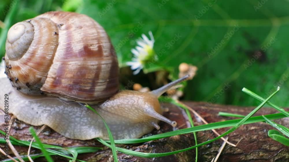 Beautiful big snail crawling along a branch in a summer forest, macro video Beautiful big snail crawling along a branch in a summer forest, macro video