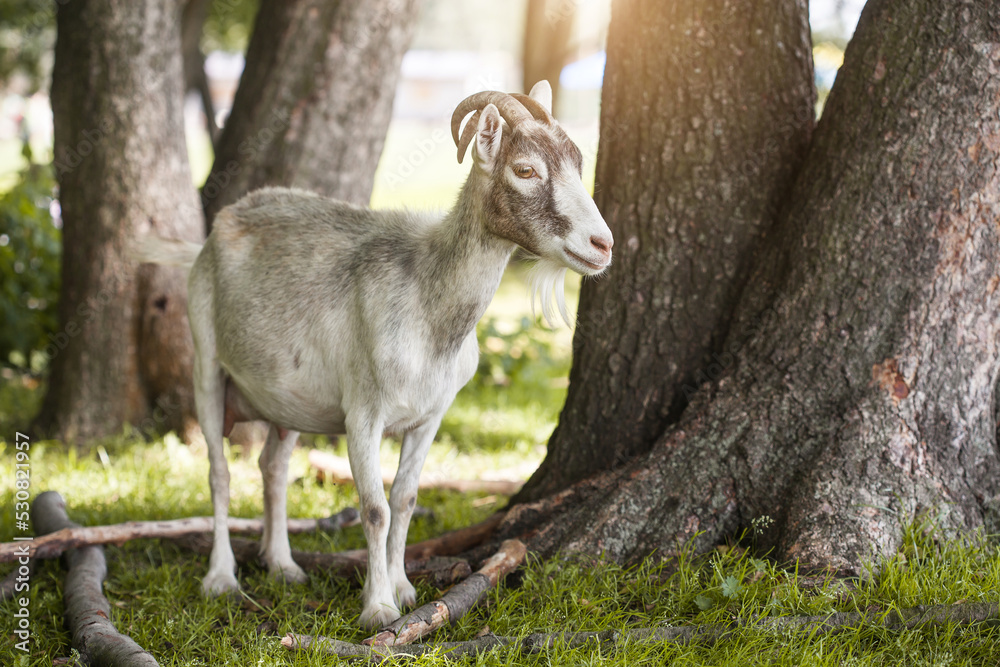 domestic goat grazes on a forest country farm domestic goat grazes on a forest country farm