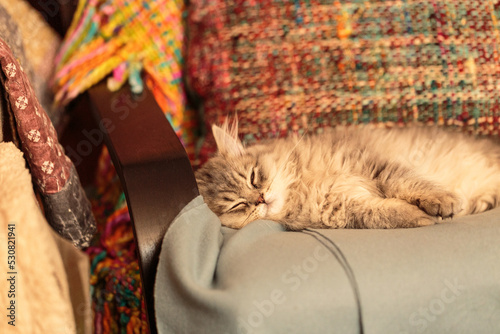 close up of a british long hair cat relaxing on a chair