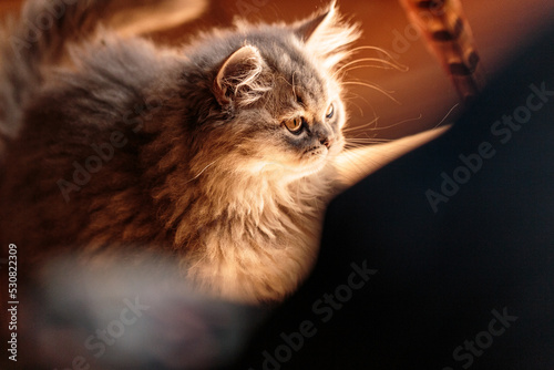 moody shot of a british long hair cat