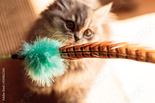 kitten playing with yarn