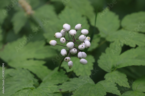 Characteristic white berries of the Gaspesie National Park, Canada photo