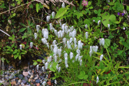 Typical flower of the Gaspesie National Park, Canada photo
