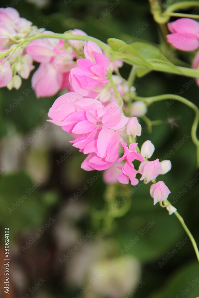 Antigonon leptopus is a species of perennial vine in the buckwheat family, known as the coral vine or queen's crown. Antigonon leptopus is a species of perennial vine in the buckwheat family, known as the coral vine or queen's crown.