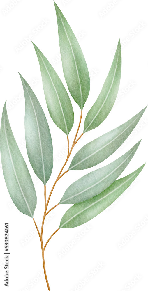 Naklejka premium Watercolor eucalyptus leaves and branch
