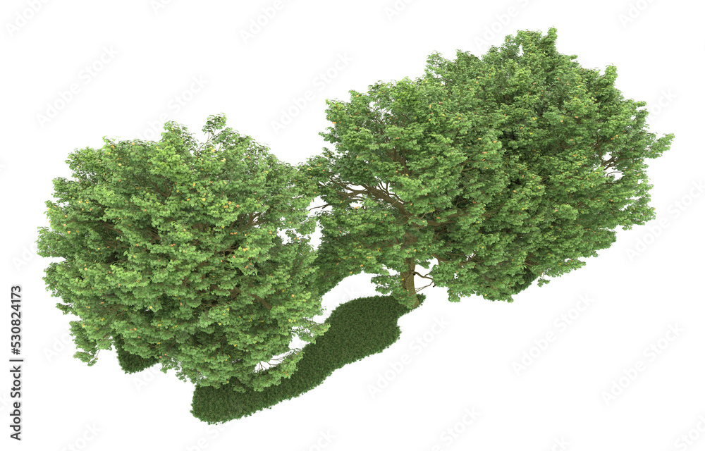 Forest on transparent background. 3d rendering - illustration Forest on transparent background. 3d rendering - illustration