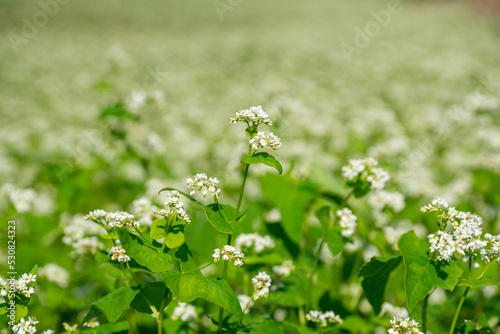 ソバの花畑