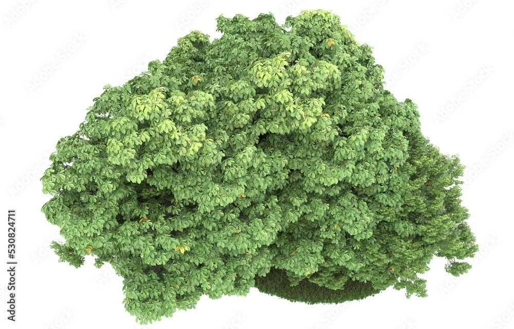 Forest on transparent background. 3d rendering - illustration