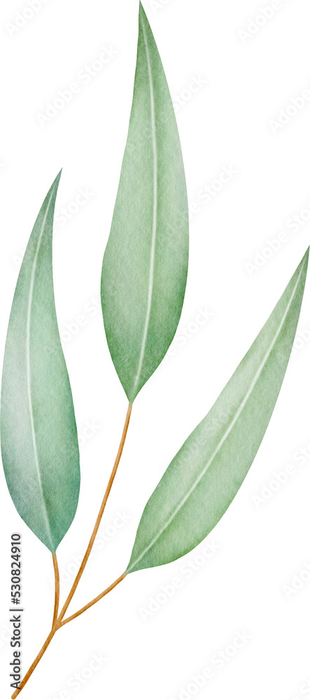 Watercolor eucalyptus leaves and branch Watercolor eucalyptus leaves and branch