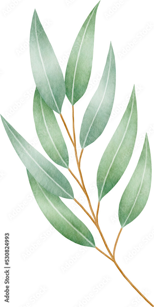 Watercolor eucalyptus leaves and branch