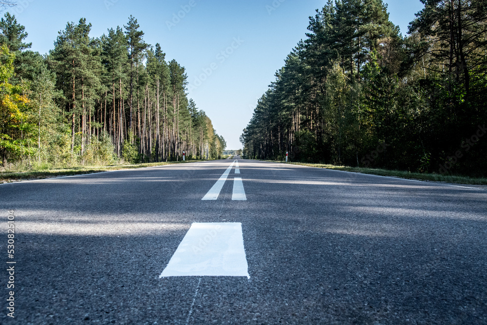 Obraz premium road in the forest