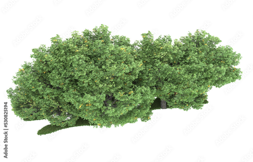 Forest on transparent background. 3d rendering - illustration Forest on transparent background. 3d rendering - illustration