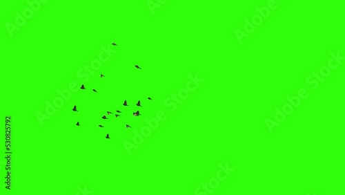 Flock of sparrows. Set of 9 video clips. Green screen. Isolated flying birds. 25 fps