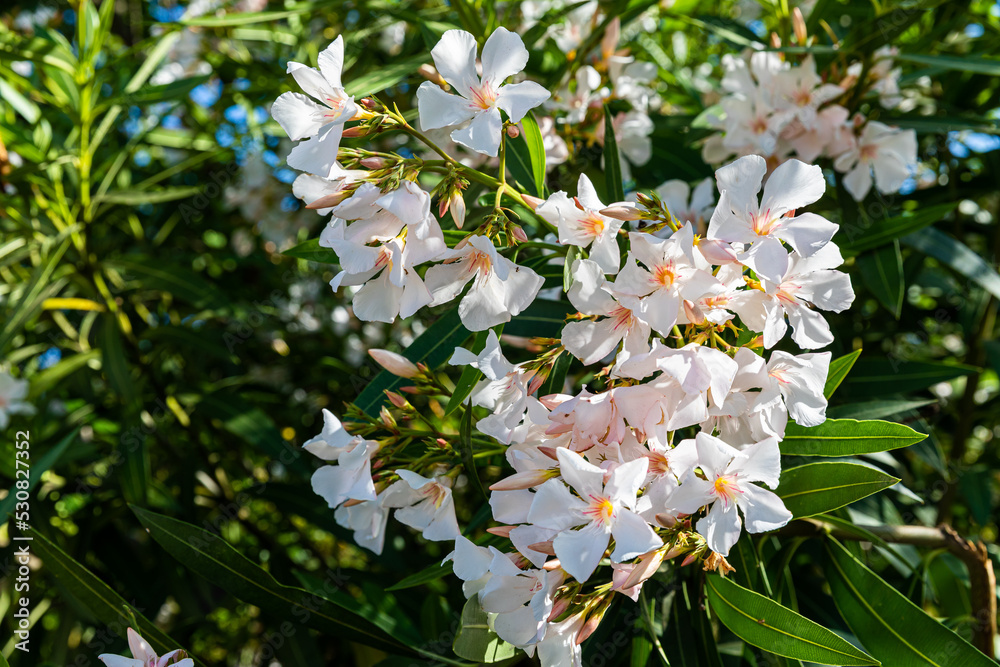 Oleander nerium flowering shrub on Corfu island