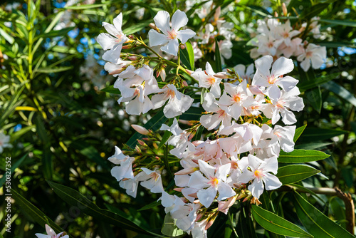 Obraz na płótnie Oleander nerium flowering shrub on Corfu island w salonie