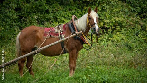 portrait of a red country horse in harness