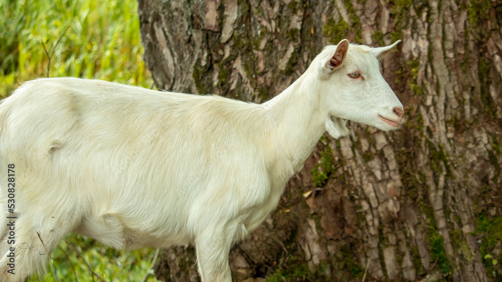 portrait of a small white wooden goat that eats tree leaves