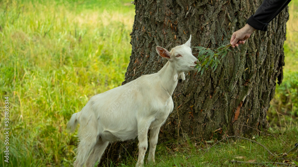 Obraz premium portrait of a small white wooden goat that eats tree leaves