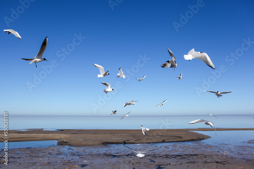 Aztec seagulls hover in the bay and look for food. warm sunny day.