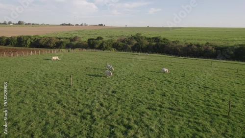 Livestock farm, nelore cattle, beef and milk, top view drone scene photo