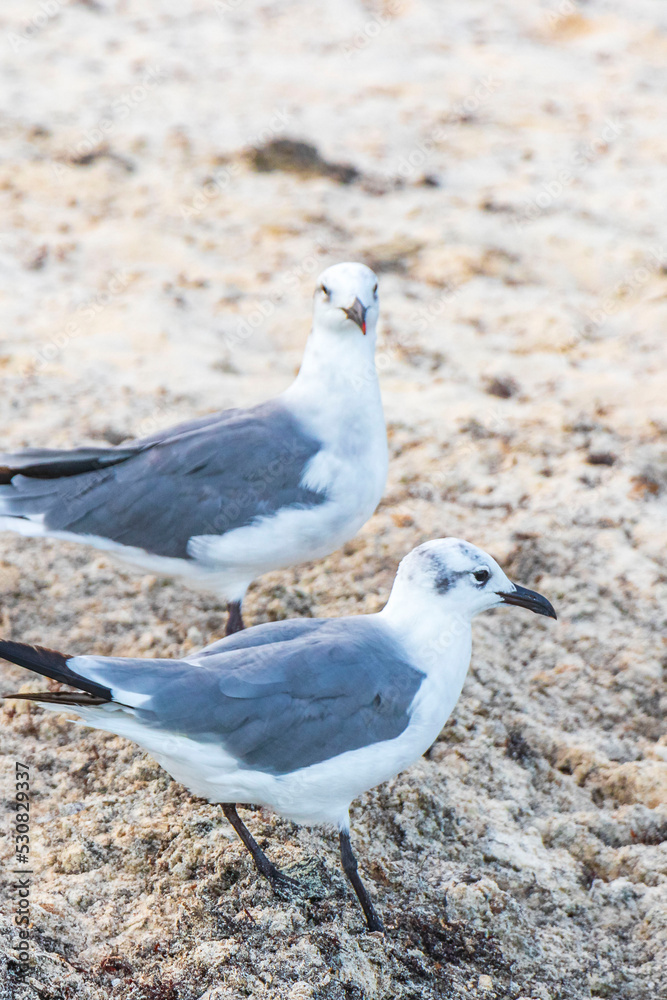 Seagull Seagulls walking on beach sand Playa del Carmen Mexico. Seagull Seagulls walking on beach sand Playa del Carmen Mexico.