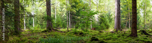 Panoramic wallpaper background of forest woods (Black Forest) Landscape panorama - Mixed forest with birch, beech and fir trees, lush green moss and grass