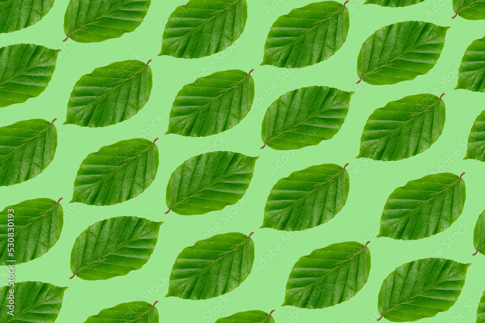 Background photo of leaves on green background Background photo of leaves on green background