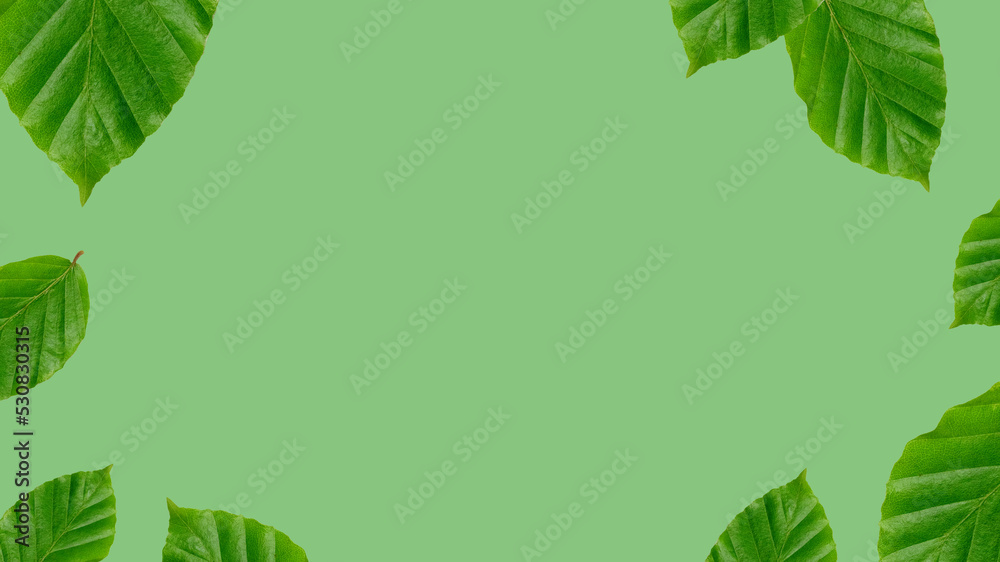Background photo of leaves on green background