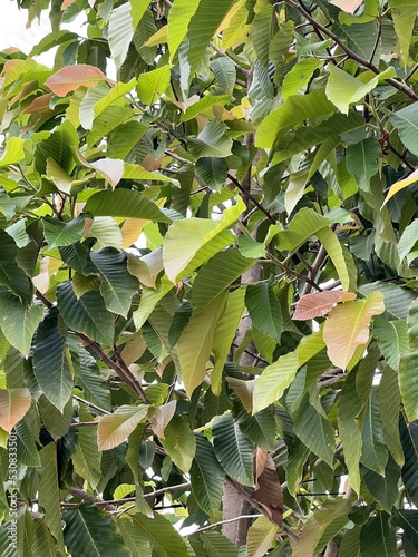 Dipterocarpus alatus tree in nature garden photo