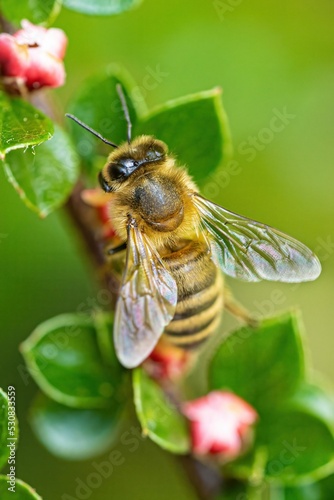 Vertical macro of an Apis cerana on the floral plant's leafy branch