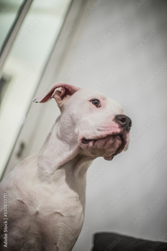Obraz premium chien 