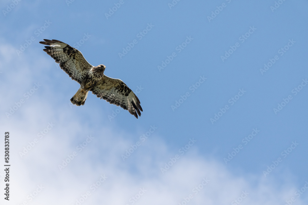 Obraz premium Rough-legged buzzard (Buteo lagopus)
