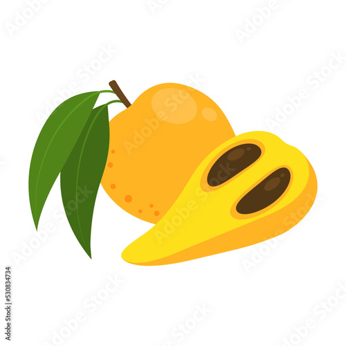 Canistel whole fruit and half isolated on white background. Pouteria campechiana, cupcake fruit, zapote amarillo or eggfruit icon. Vector illustration of tropical exotic fruits in flat style. photo