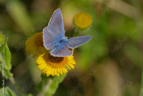 Common Blue butterfly on a yellow flower.