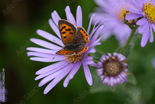 Small copper butterfly sitting on a purple flower. © ZenAga