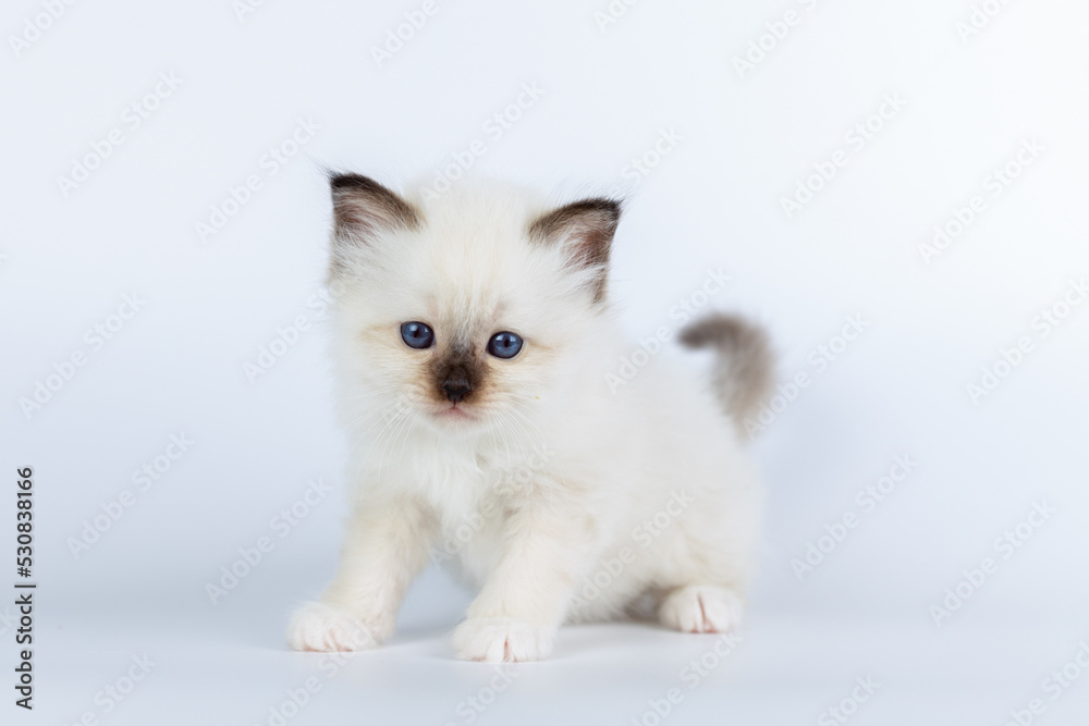Sacred Birman kitten on a light background, birma Sacred Birman kitten on a light background, birma