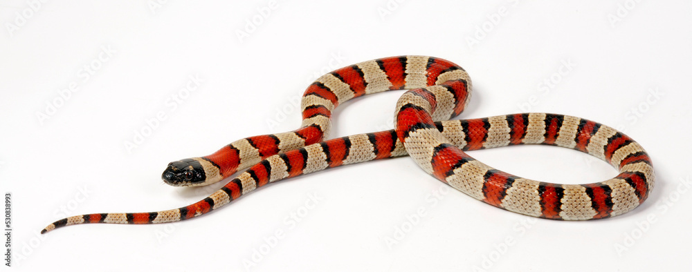 Naklejka premium Milk snake // Milchschlange, Rote Königsnatter, Dreiecksnatter (Lampropeltis triangulum)