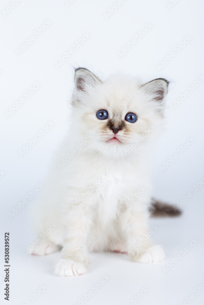 Fototapeta premium Sacred Birman kitten on a light background, birma
